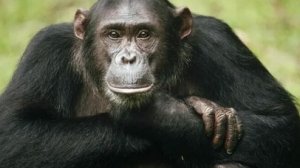 самое умное животное в мире