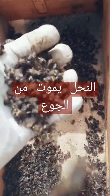 النحل لا يقتله الا الجوع смотреть онлайн