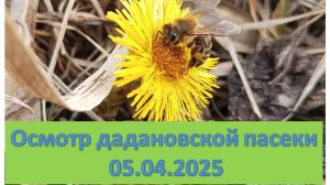 Осмотр пчелосемей на дадановской рамке 05.04.2025