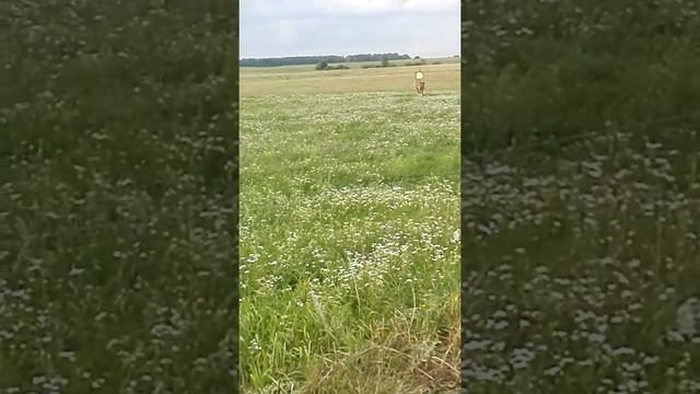 Езда на тяжеловозе без трензеля)) смотреть онлайн