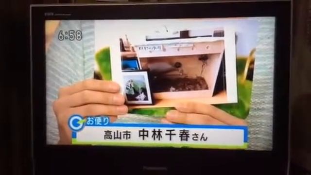 ヒメギフチョウ羽化 NHK岐阜で紹介されました。 смотреть онлайн