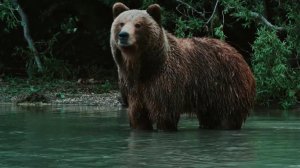 Врач сообщил, какие травмы получил мужчина от нападения медведя в Подмосковье