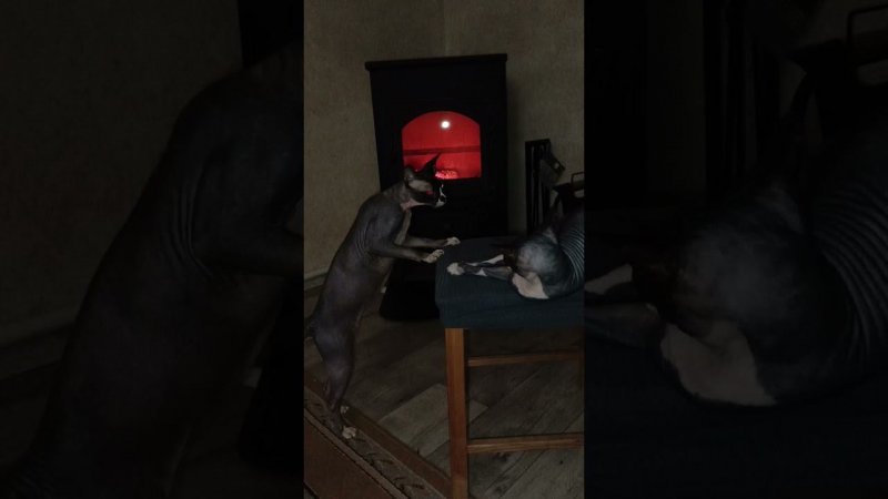 Тихая борьба за место у камина. Фил победил #cat #сфинксы