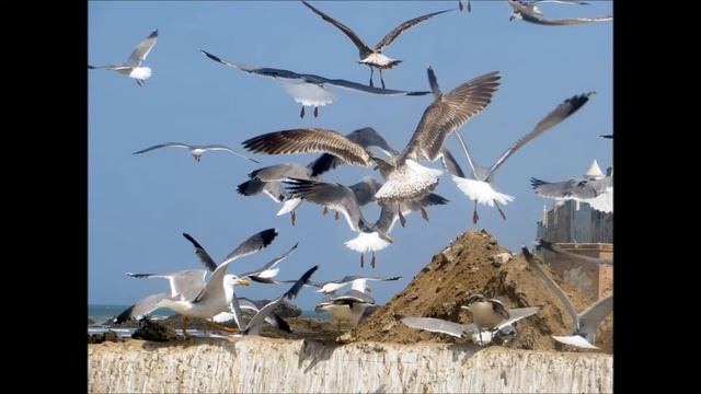 МАРОККО ЕС СУВЕЙРА МЕДІНА. ПОРТ ПЛЯЖ смотреть онлайн