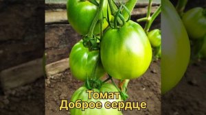 Мои томаты 2023. Мамстон F1, Медная река , Полосатый Шоколад , Золотой Буратино  Доброе сердце и т.