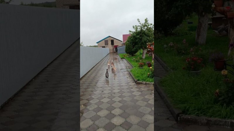 Самый очаровательный звук☺️ #duck