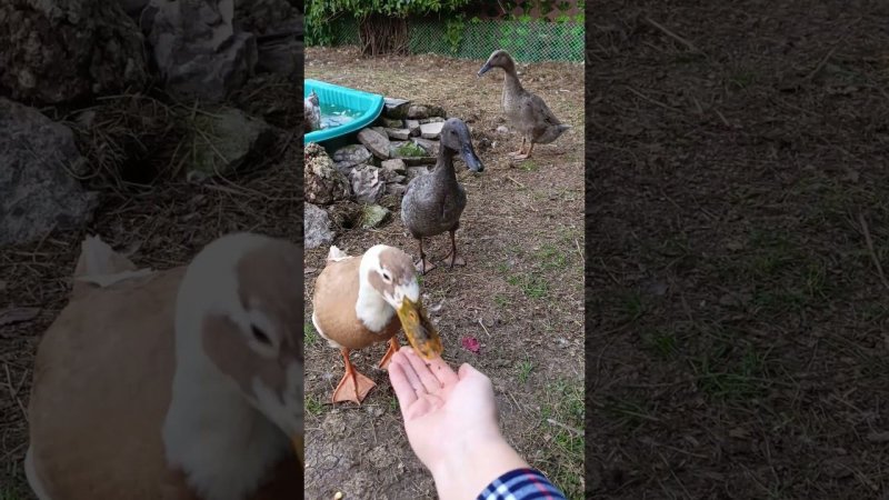 Изольда #duck