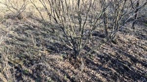 Сравнение ирги привитой и корнесобственной