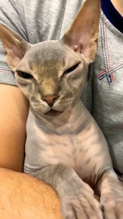 Кот с зелеными глазами