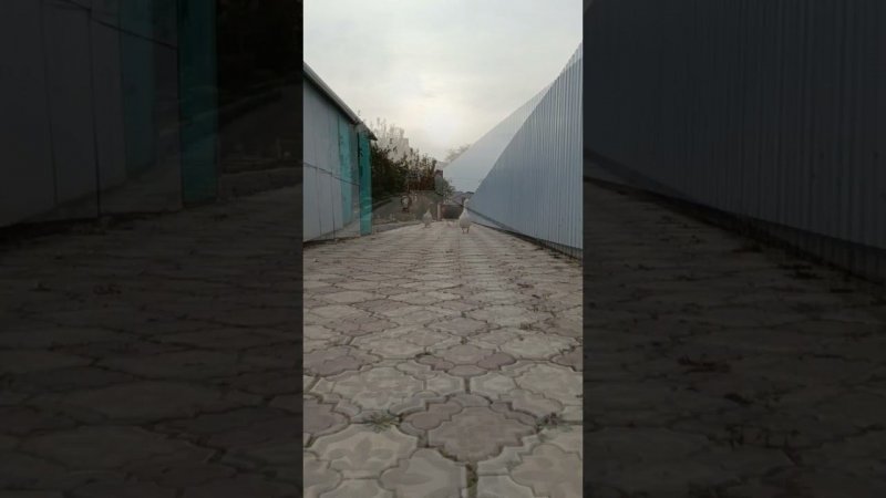 Просто идут гуси) #goose