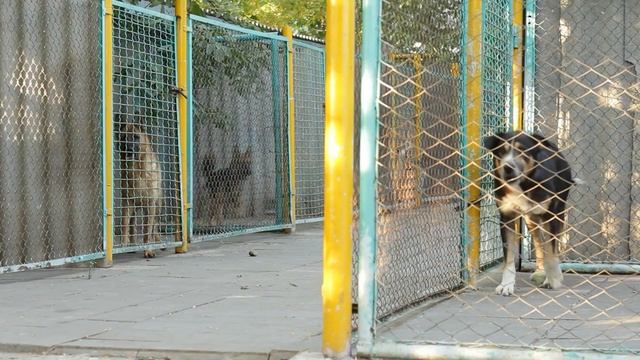 Пес в приюте со слезами на глазах наблюдал, как хозяева забирают не его…! смотреть онлайн