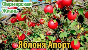 Характеристика сорта яблони Апорт