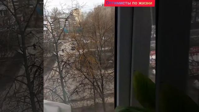 ВЕСЕННИЕ ЦВЕТЫ НА ПОДОКОННИКЕ! смотреть онлайн