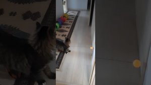 20231101_152252.mp4