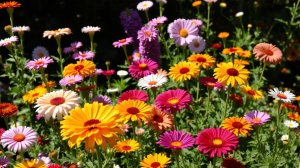 Секреты Цветника Цветы для Летнего Сада