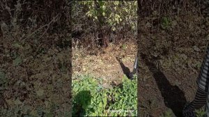 Восстановление нашей усадьбы. С чего всё началось.
