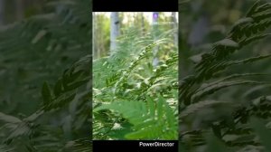 Ушной бальзам от природы