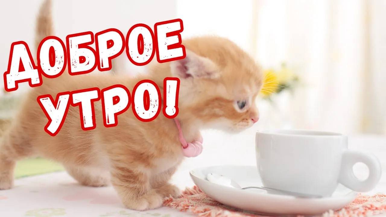Доброго утра ☕ 💕 ПОЖЕЛАНИЯ