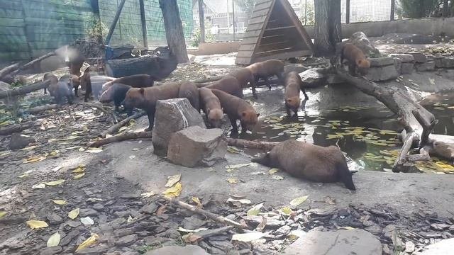 Московский зоопарк. Кустарниковые собаки🐶