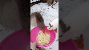Немного о моих курочках, уточках и гусиках.