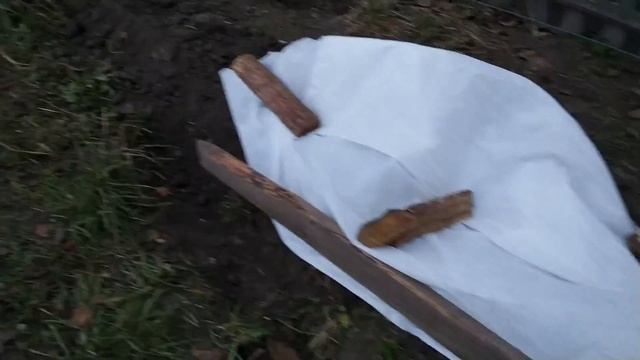 Укриття винограду на зиму. Частина 2. Виноград 2020