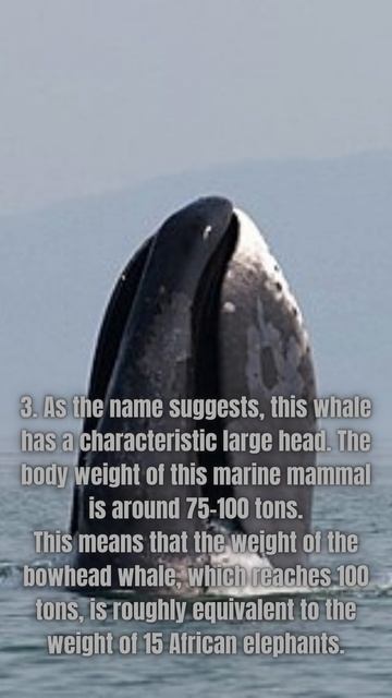 5 facts of the Bowhead Whale смотреть онлайн
