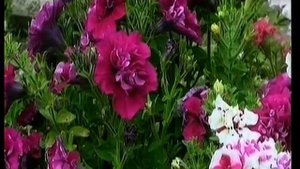 KBV-109/ SMA-041. 2016 Our Flowers. Song by Lynn Anderson. Rose Garden.
