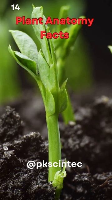 Guardians of Green Unveiling the Plant Hormone Orchestrating Stomatal Dance – Abscisic Acid #viral