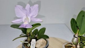Cattleya walkeriana blue в моей коллекции.
