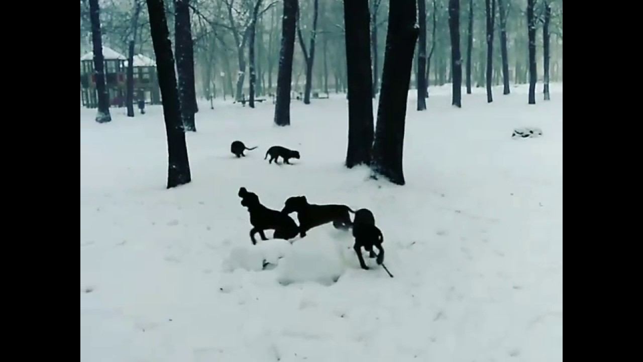 Баварская горная гончая прогулка