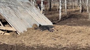 Охота на Кабана