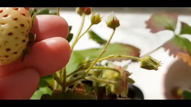 Мой балкон в июне. Сбор урожая. Цветочный влог. Германия. Июнь 2022