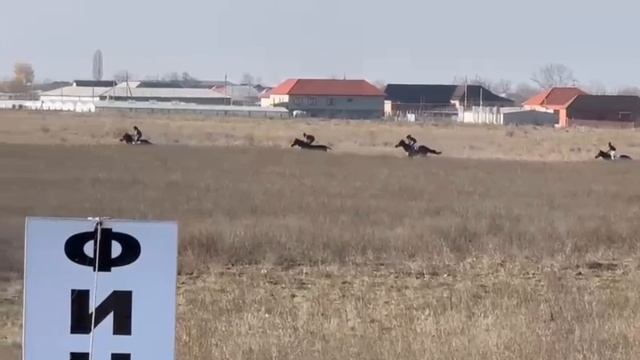 Скачки на Кавказе. Английская чистокровная порода лошадей.