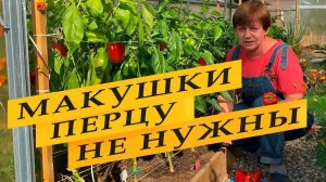 Перец спеет на глазах!