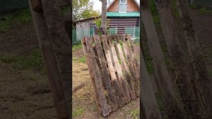 Я в отпуске! Доделываем утко-гусятник. Первая прогулка птички. Квочке привезли яйца.