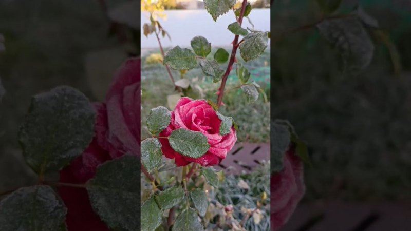 Первые заморозки этой осенью...