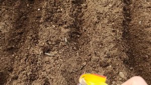 ПОКАЖУ И НАУЧУ КАК ВЫРАСТИТЬ СВОЮ КРЕПКУЮ РАССАДУ КАПУСТЫ И КАК ВЫСАДИТЬ ЕЁ В ГРЯДУ