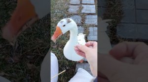 У нас солнце! Птичка погуляла, досыпала им сена. Забралась на чердак)