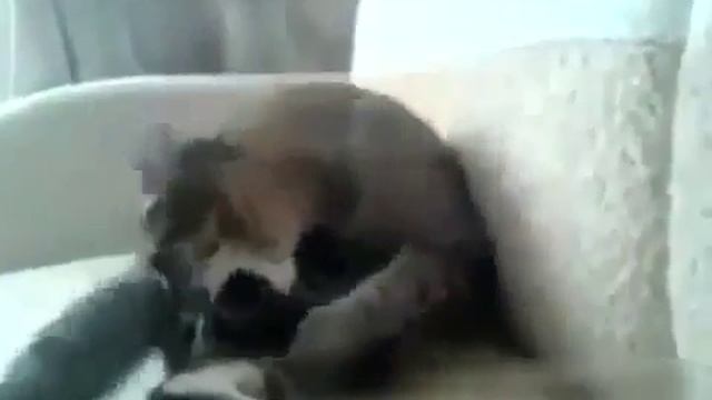 Смотреть прикол !!! Сам себя наказал.mp4 смотреть онлайн