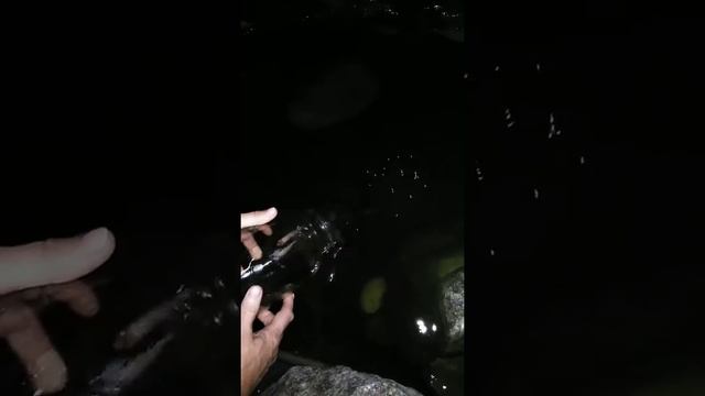 Малёк Кои бабочка выпускаем в пруд ночью. смотреть онлайн