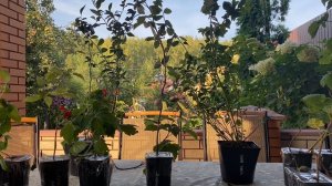 В моем саду новинки! Распаковка посылок с ягодными растениями и препаратами по уходу за ними.