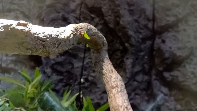 Зачем им эти листья? смотреть онлайн