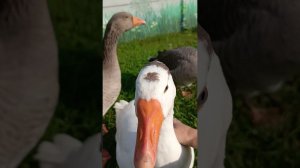 Очередное утро) Гуси, утки, розы и планы.