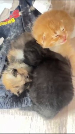 котята перебрались в другое место || котята || кошки | животные | Домашние животные 😺