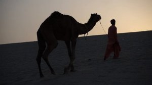 12119036-uhd_2560_1440_50fps