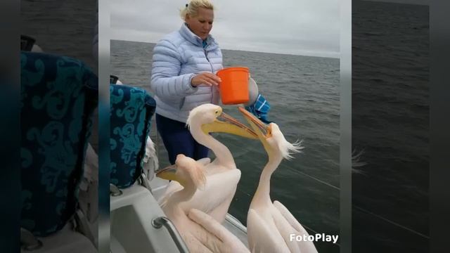 NAMIBIA DOLPHIN AND SEAL CATAMARAN CRUISES . 🐳Carol-Ann Möller 🐬+264812098169 смотреть онлайн