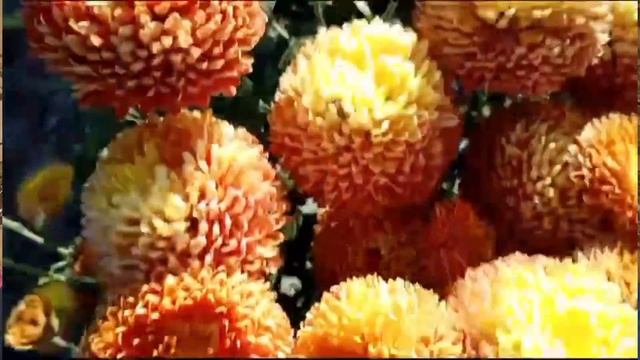 Цветочный калейдоскоп смотреть онлайн