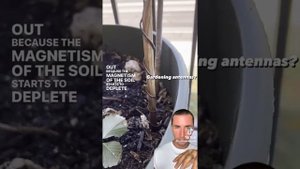 пример антенны для эфира из медной проволки для растений