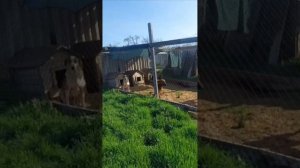 Утренний обход вольеров