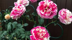 Розы. Плетистые розы моего сада. Посмотрите как они хороши!!!